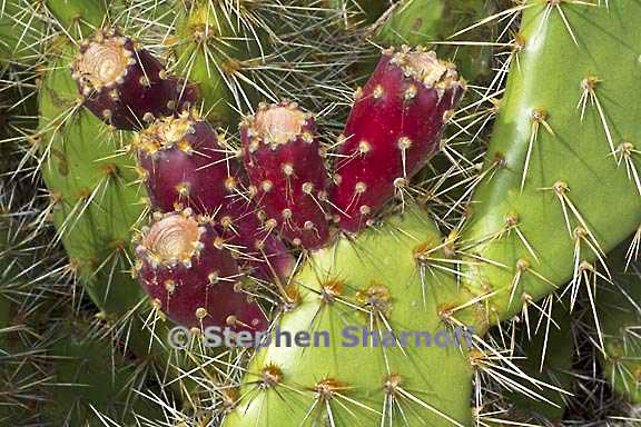 opuntia aff prolifera 3349a graphic